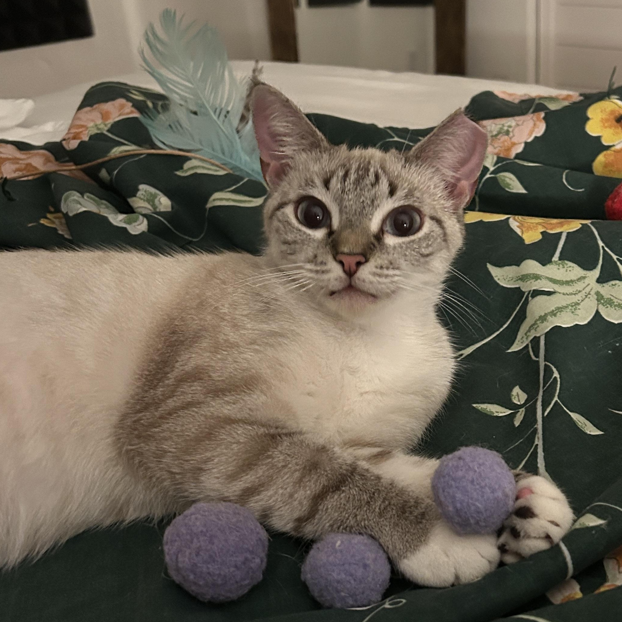 Enlarge Sapphire, a Adoptable Domestic Short Hair in Bonita Springs, FL image 1/4