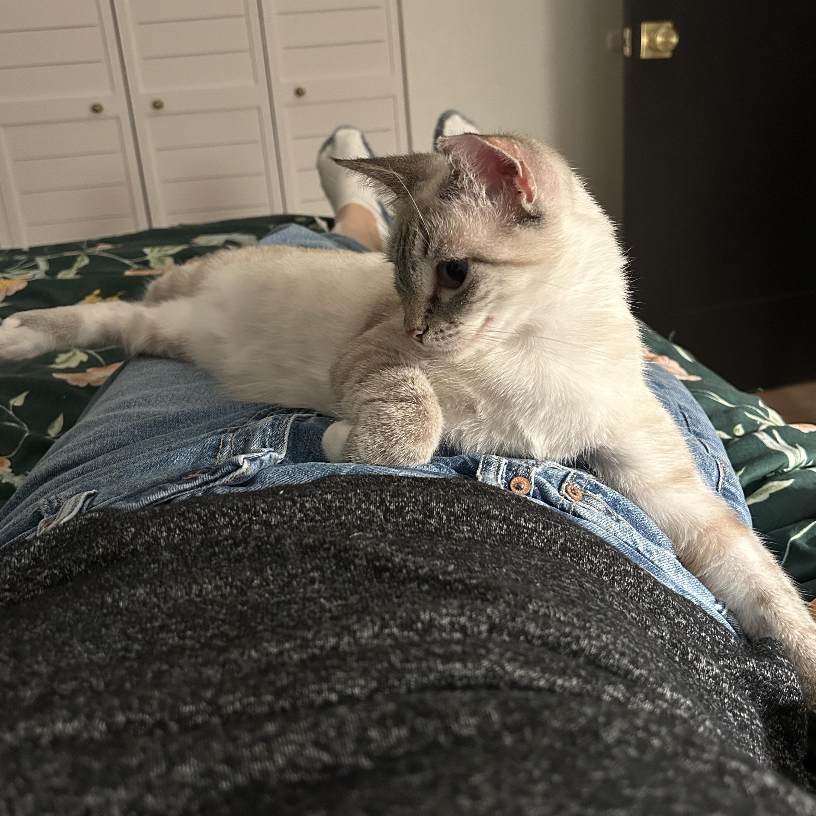 Enlarge Sapphire, a Adoptable Domestic Short Hair in Bonita Springs, FL image 3/4