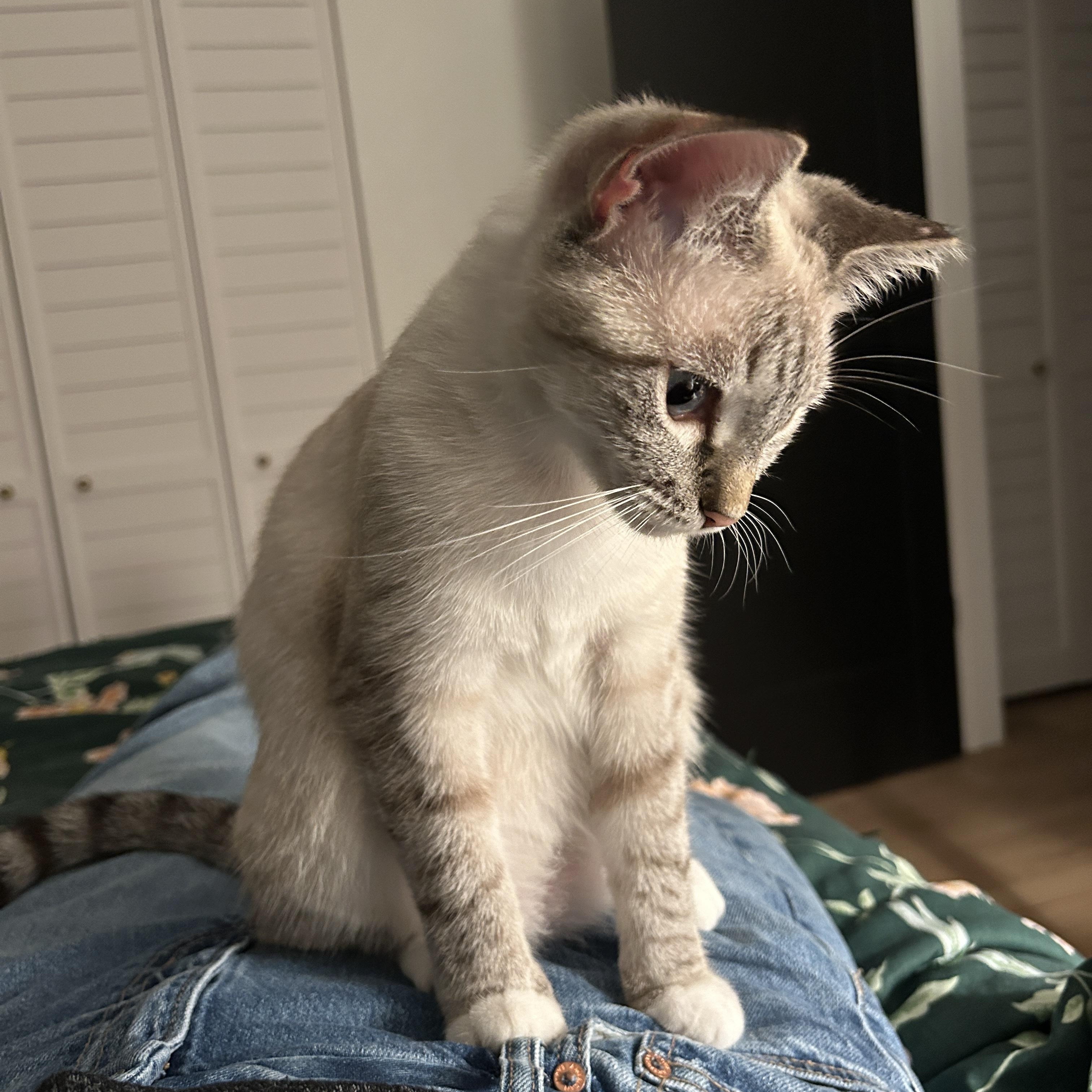 Sapphire, Adoptable, Young Female Domestic Short Hair.