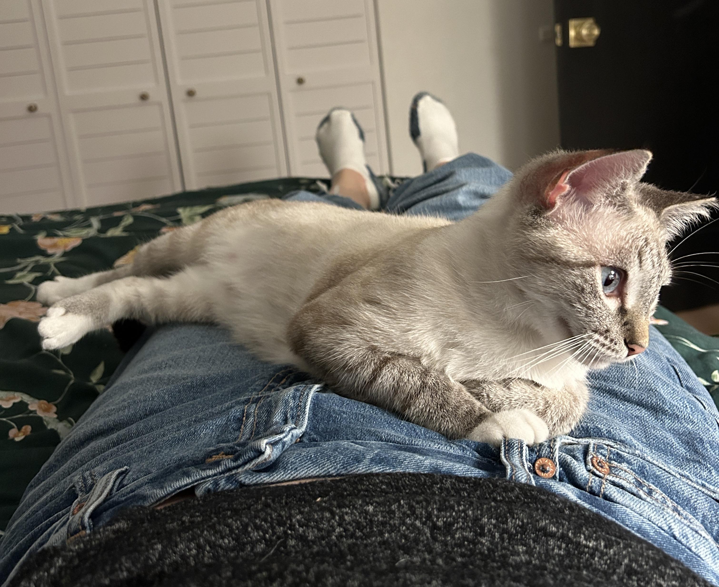 Enlarge Sapphire, a Adoptable Domestic Short Hair in Bonita Springs, FL image 4/4