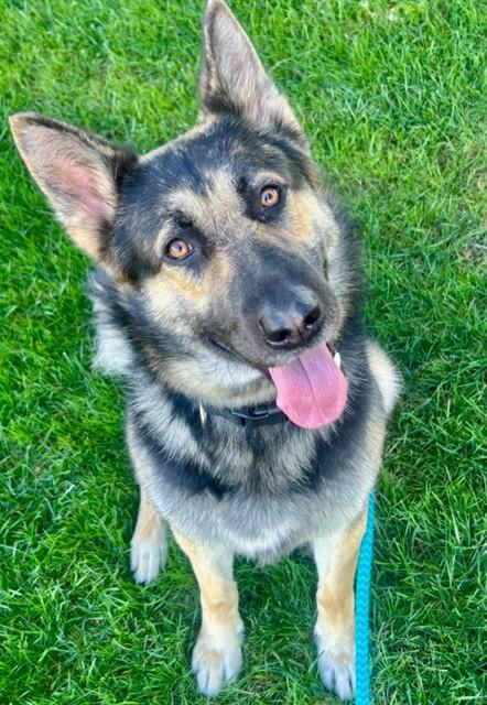 MAX, Adoptable, Adult Male German Shepherd Dog.