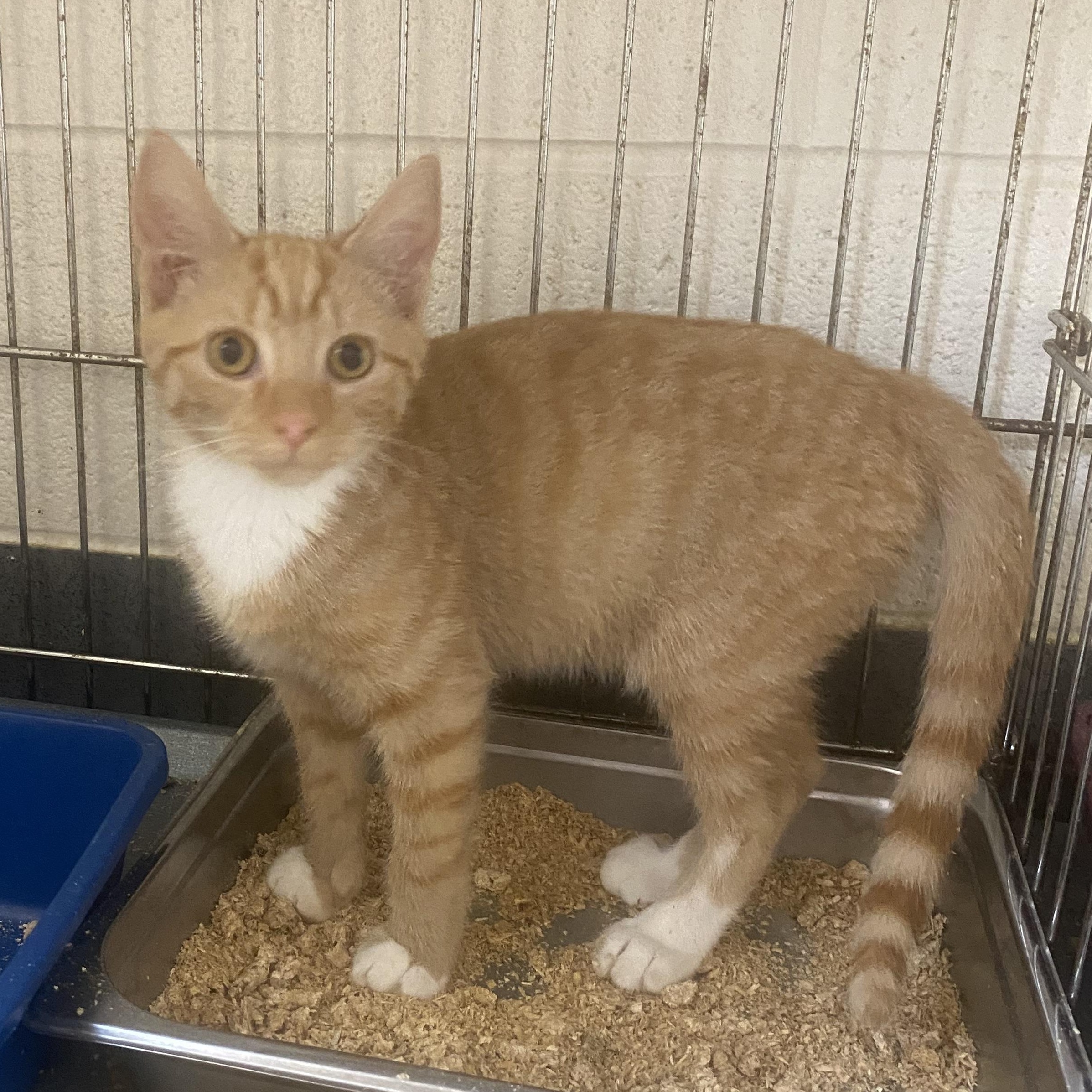 Enlarge Gary, a ADOPTABLE Domestic Short Hair in King George, VA image 2/4