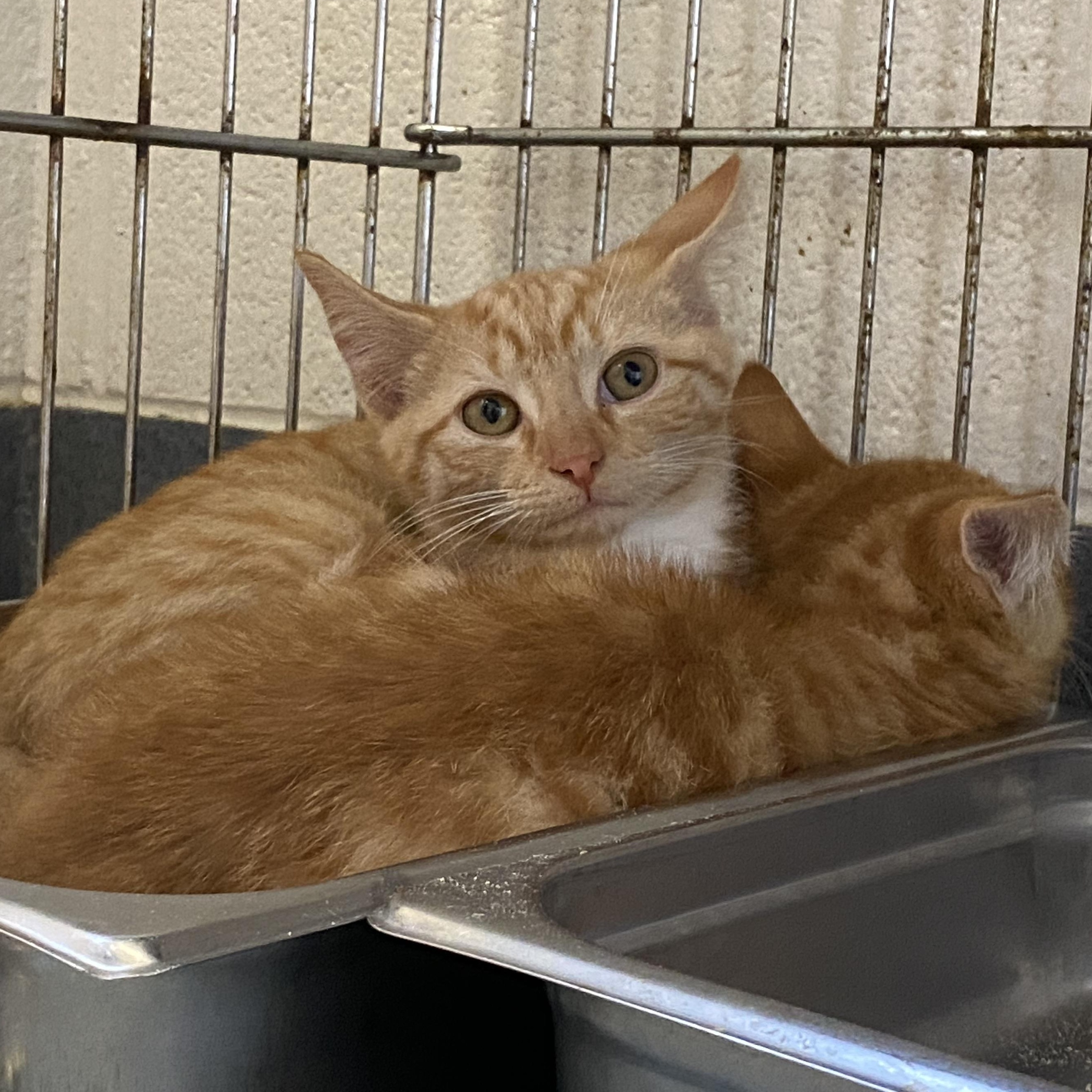 Gary and Patrick, a ADOPTABLE Domestic Short Hair in King George, VA image 2/2