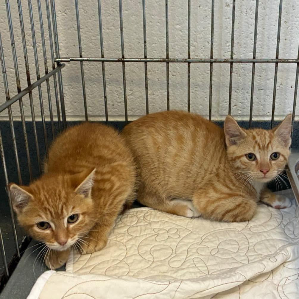 Gary and Patrick, a ADOPTABLE Domestic Short Hair in King George, VA image 1/2