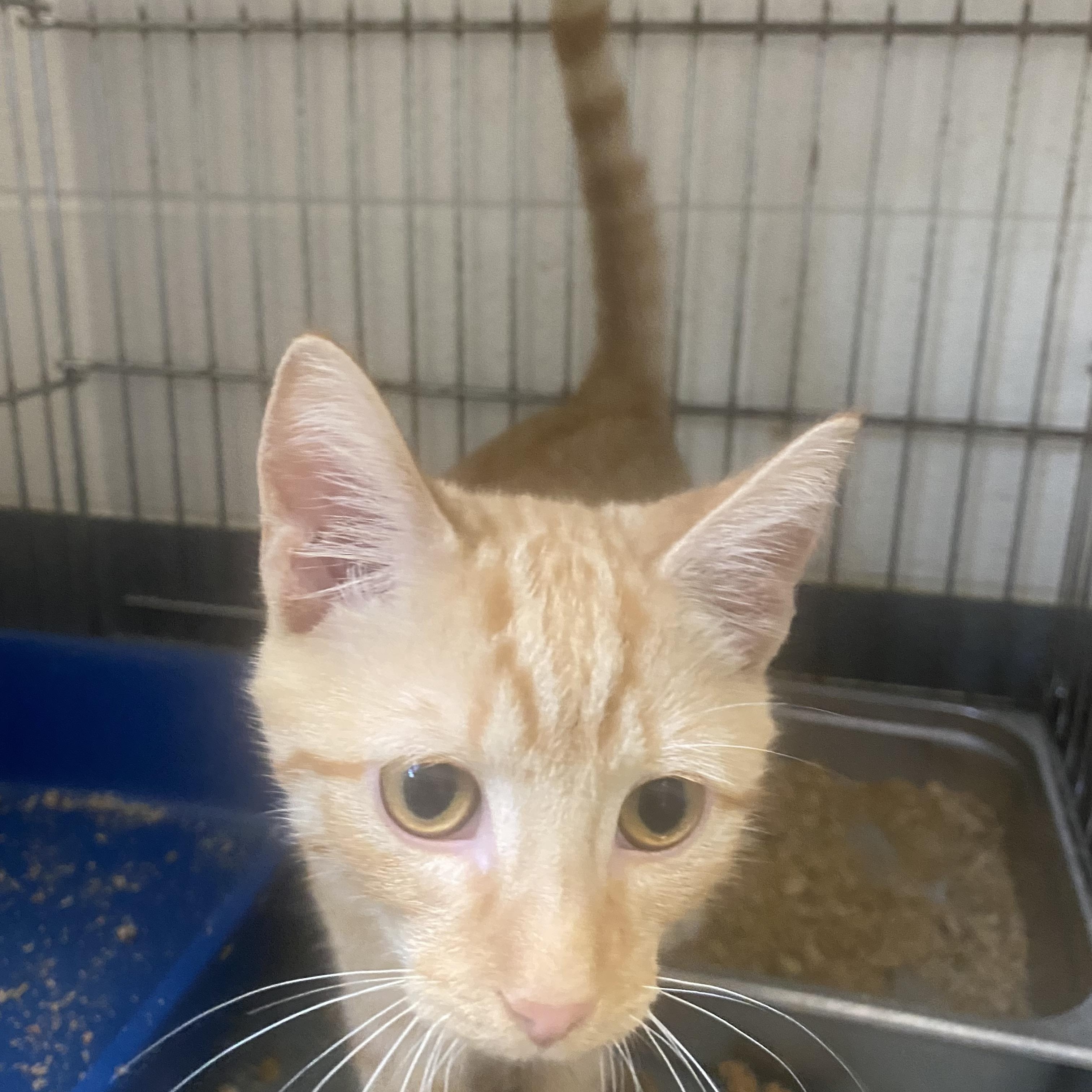 Gary, ADOPTABLE, Kitten Male Domestic Short Hair.
