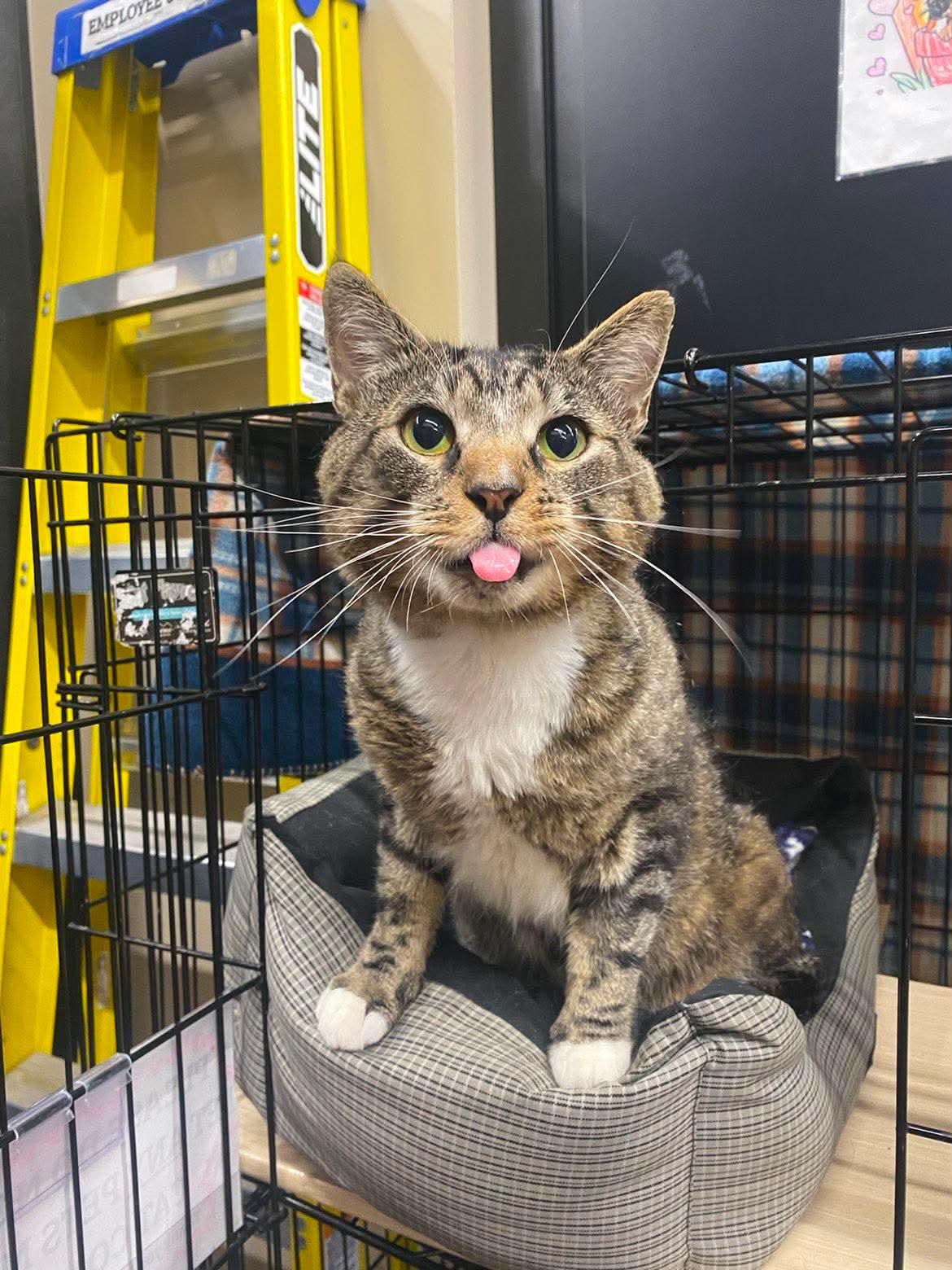 Lenny, adopted, Adult Male Domestic Short Hair.