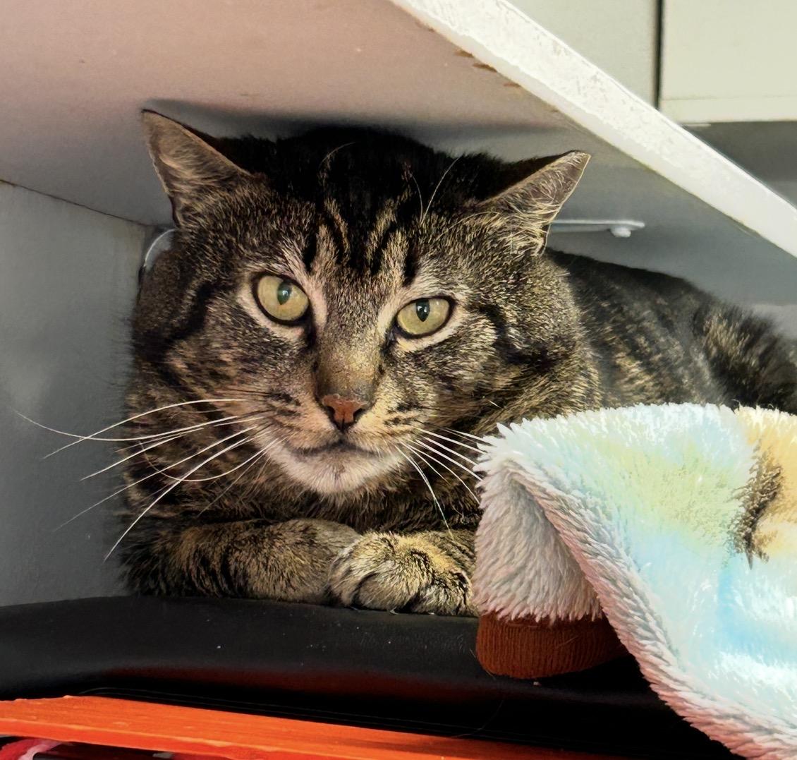 Enlarge Picante, a Adoptable Domestic Short Hair in Maple Ridge, BC image 6/6