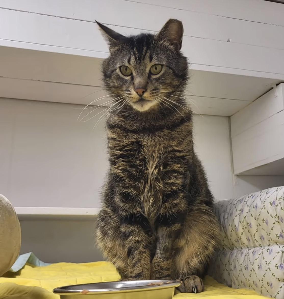Enlarge Picante, a Adoptable Domestic Short Hair in Maple Ridge, BC image 5/6