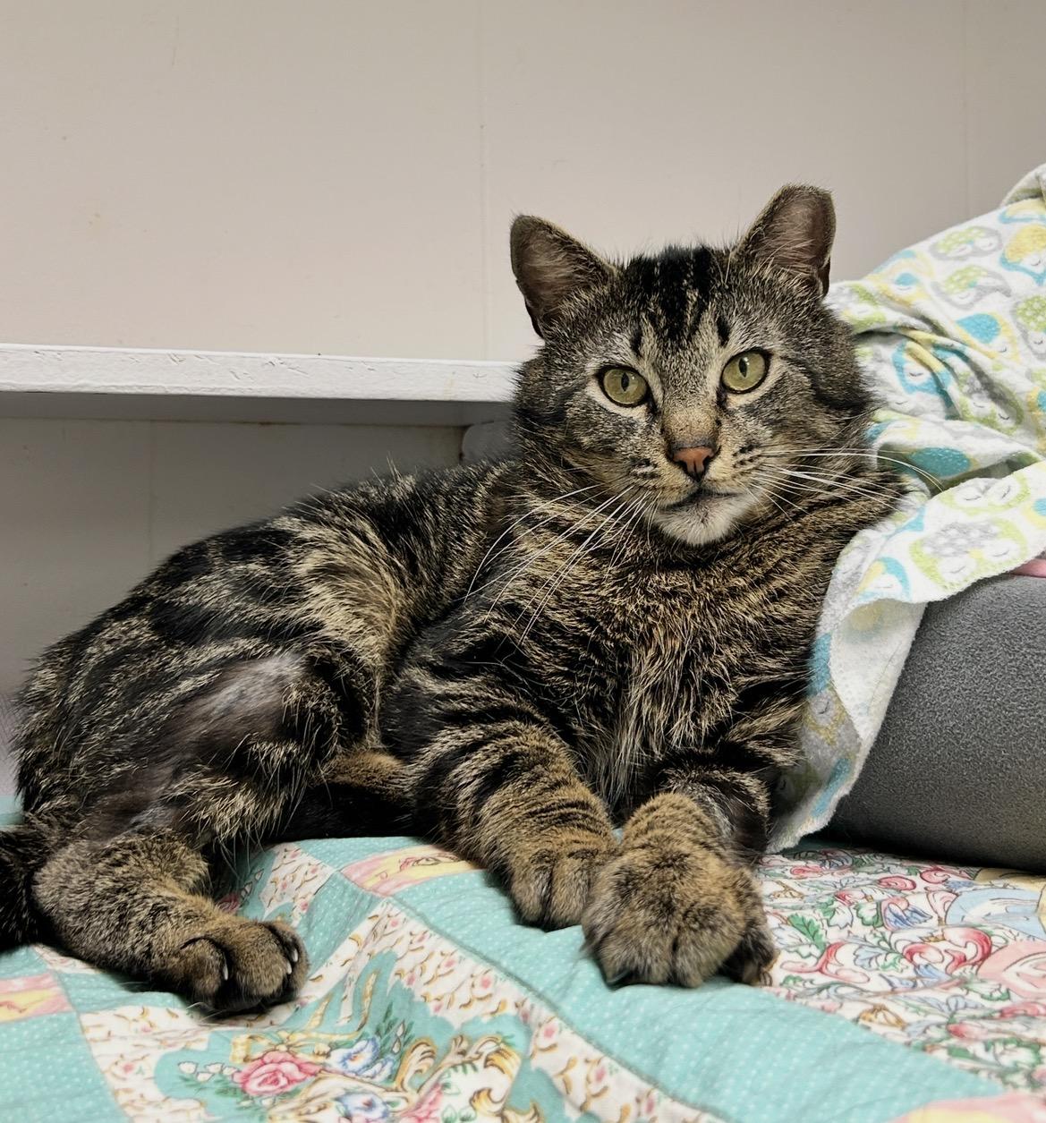 Picante, ADOPTABLE, Adult Male Domestic Short Hair.