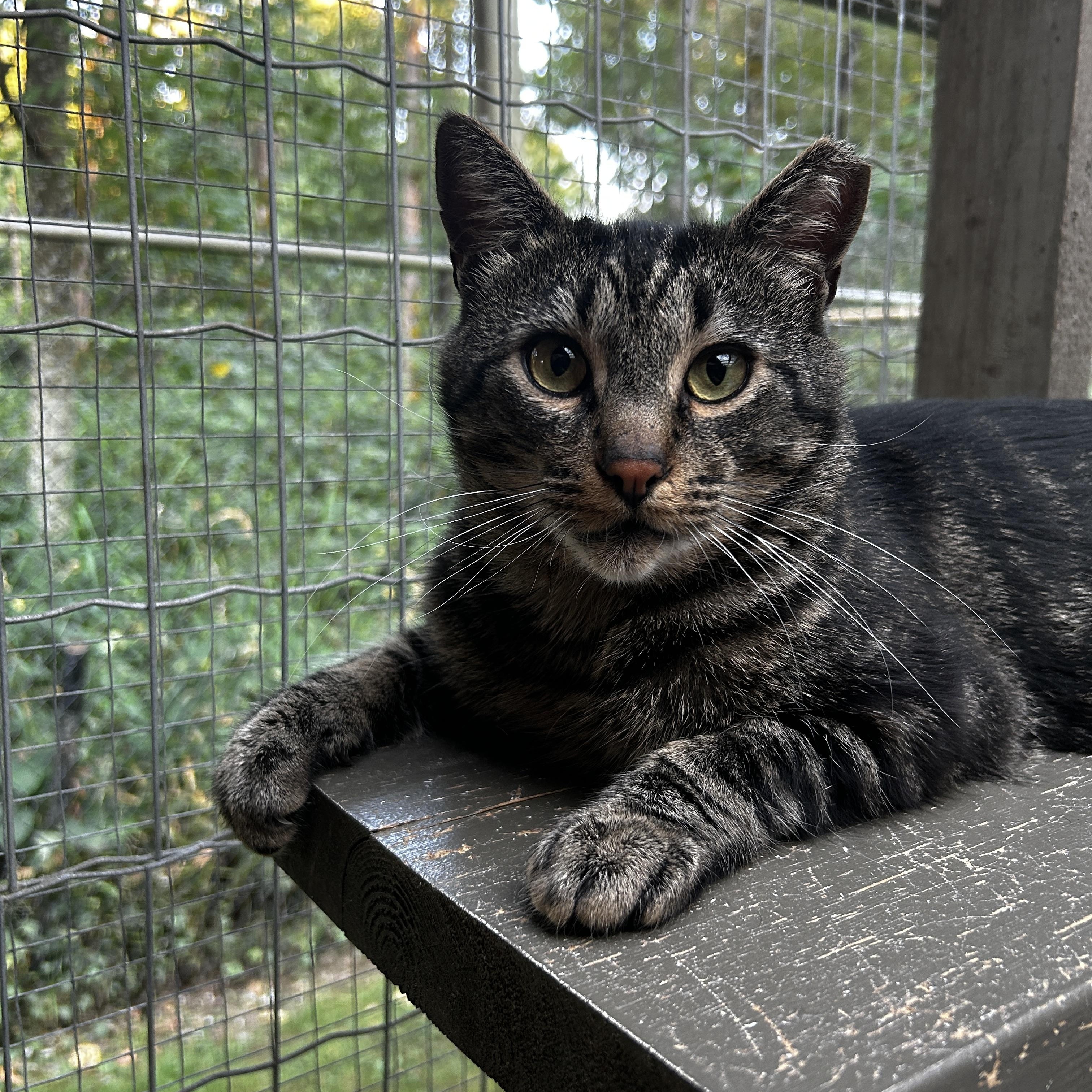 Picante, Adoptable, Adult Male Domestic Short Hair.