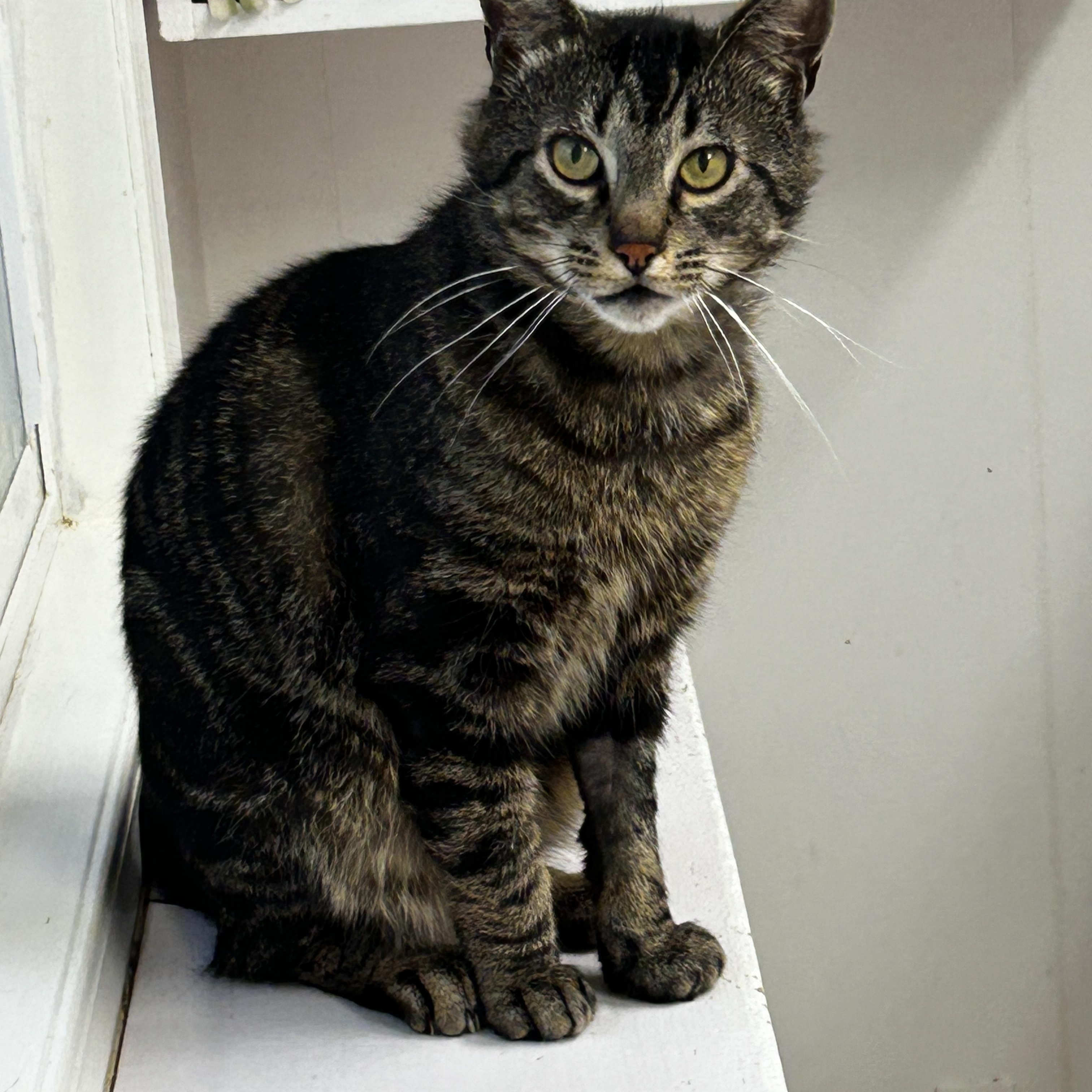 Enlarge Picante, a Adoptable Domestic Short Hair in Maple Ridge, BC image 3/6