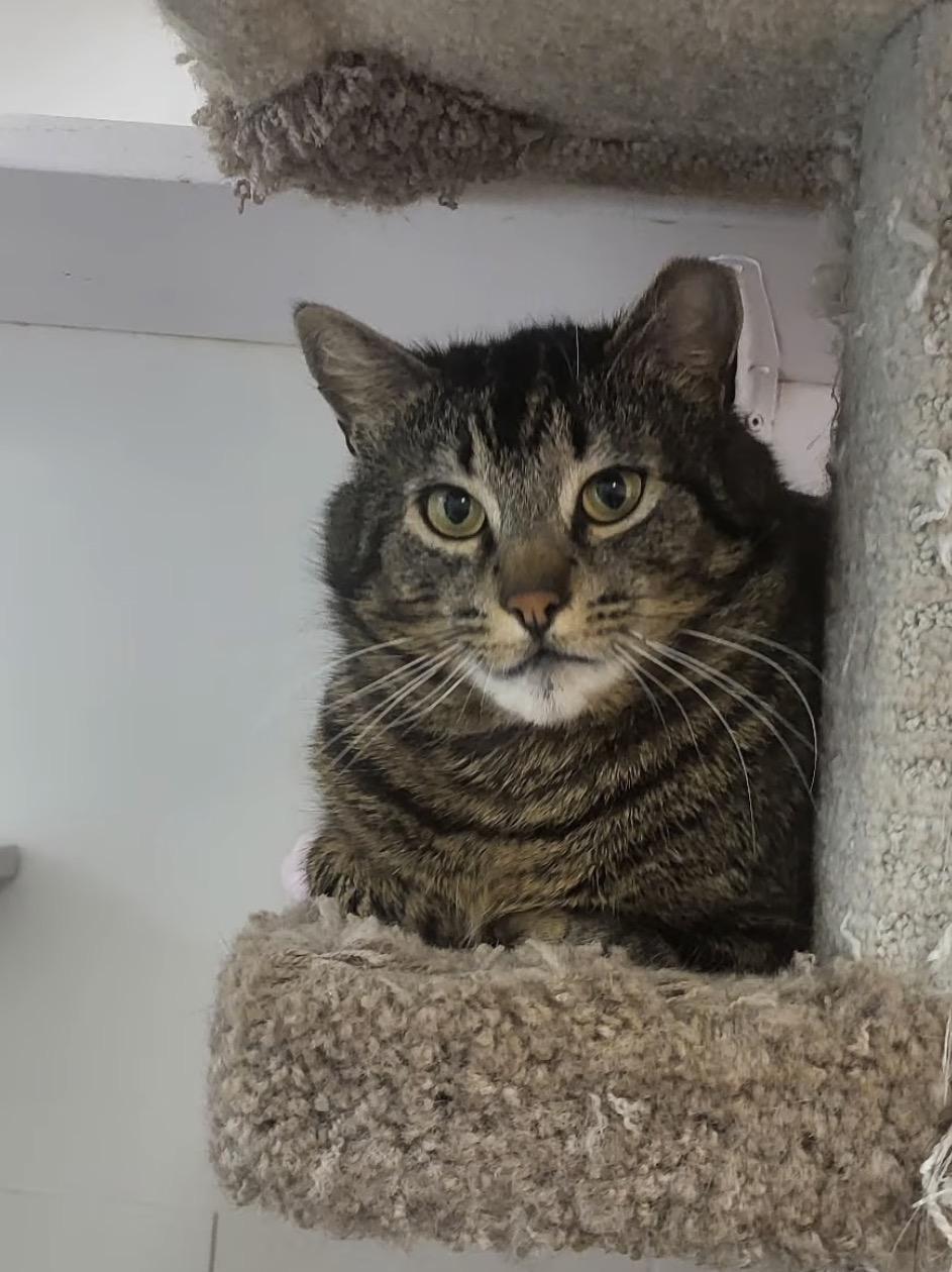 Enlarge Picante, a Adoptable Domestic Short Hair in Maple Ridge, BC image 4/6