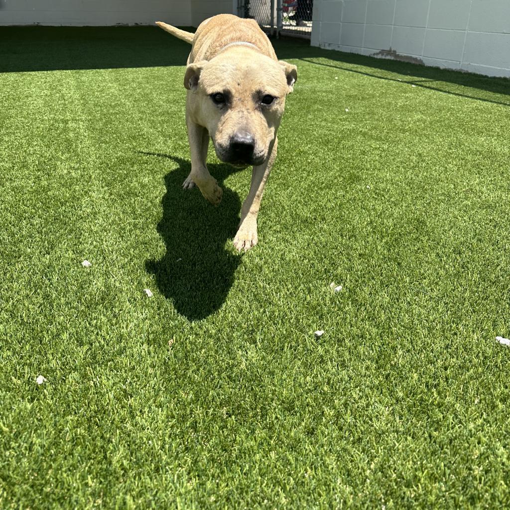 Enlarge Mikey 8345, a Adoptable Mixed Breed in Montgomery, AL image 3/4