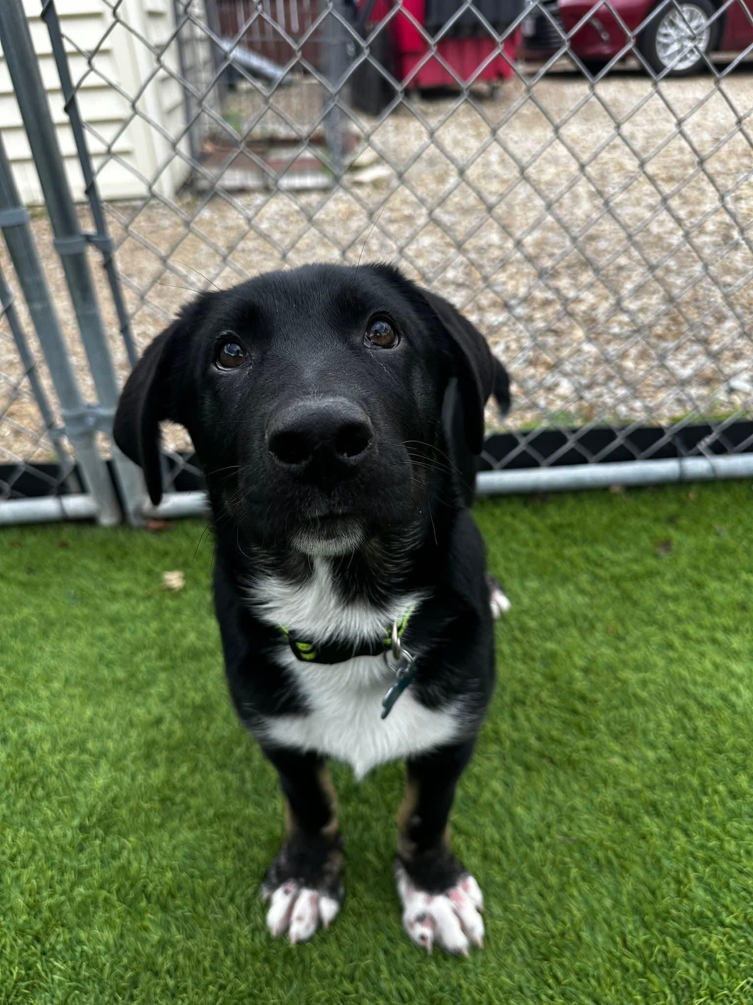 Damon, a Adoptable mixed breed in Cedar Rapids, IA image 3/6