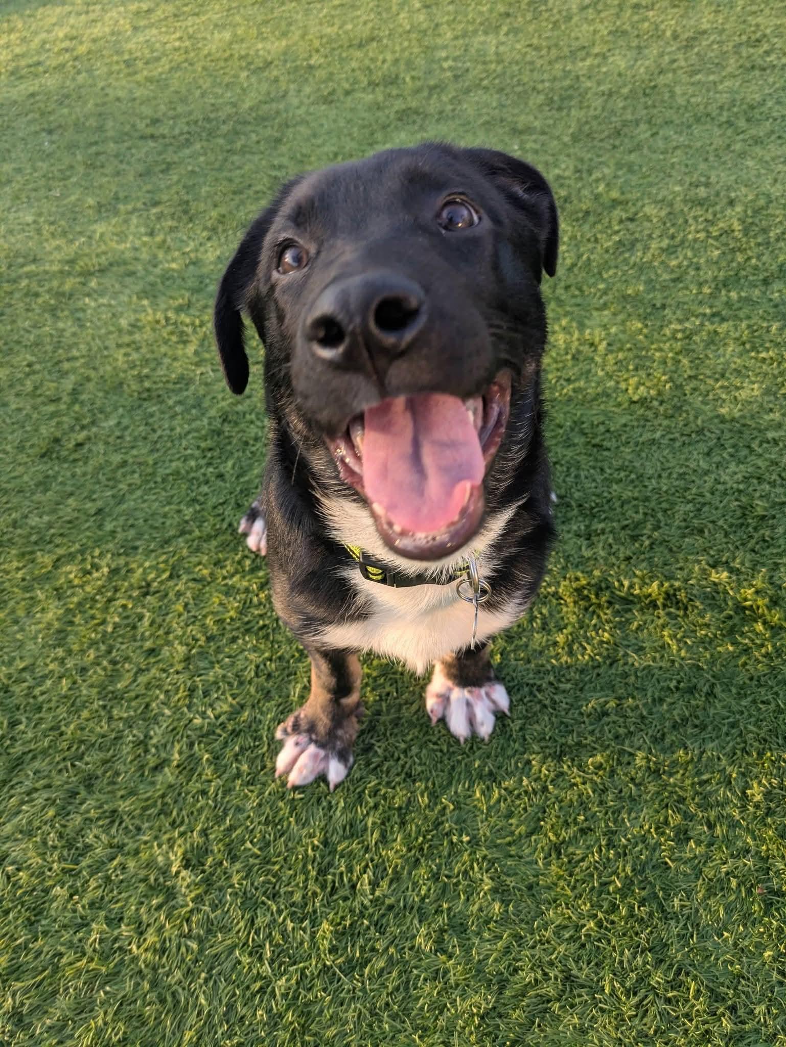 Damon, a Adoptable mixed breed in Cedar Rapids, IA image 4/6