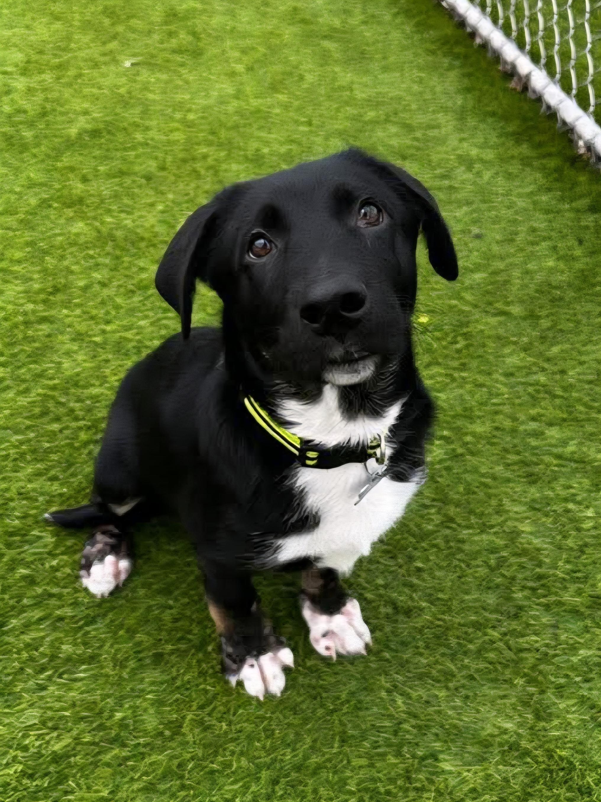 Damon, Adoptable, Puppy Male Shepherd & Mixed Breed.