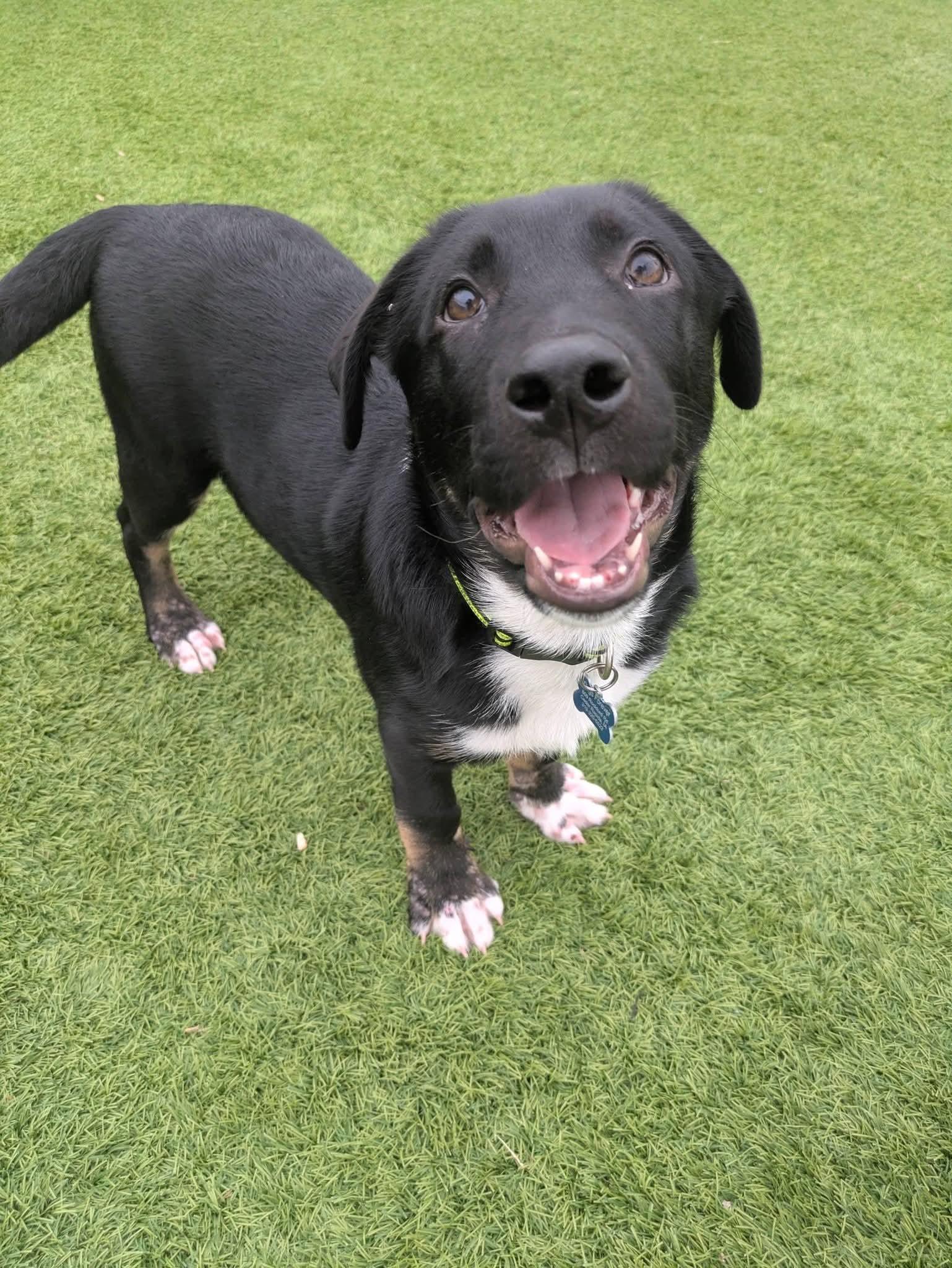 Damon, a Adoptable mixed breed in Cedar Rapids, IA image 5/6
