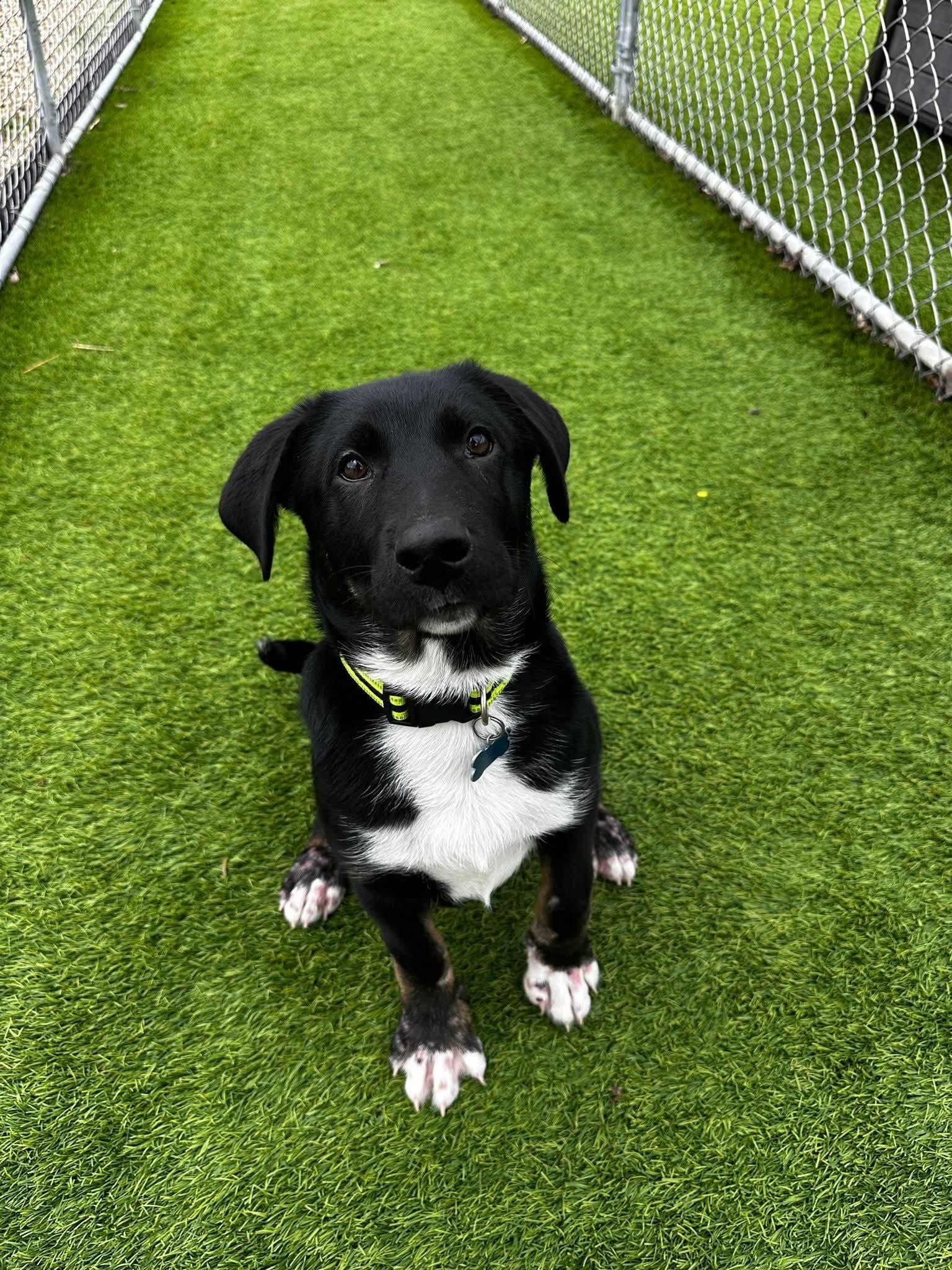 Damon, a Adoptable mixed breed in Cedar Rapids, IA image 2/6