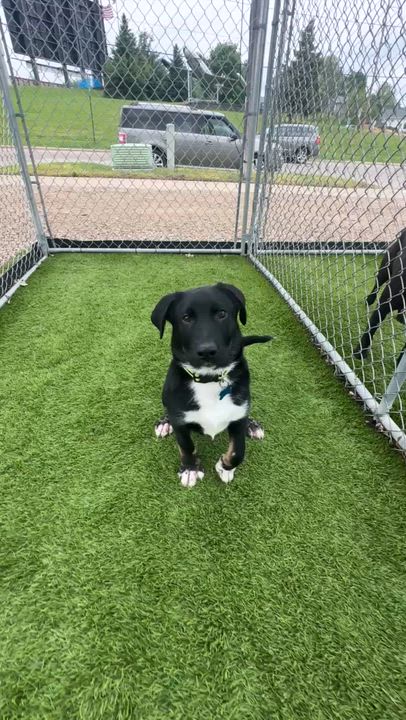 Enlarge Damon, a Adoptable mixed breed in Cedar Rapids, IA video 6/6