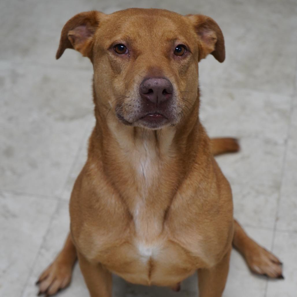 Bitsy (Gizmo) — thumbnail 2