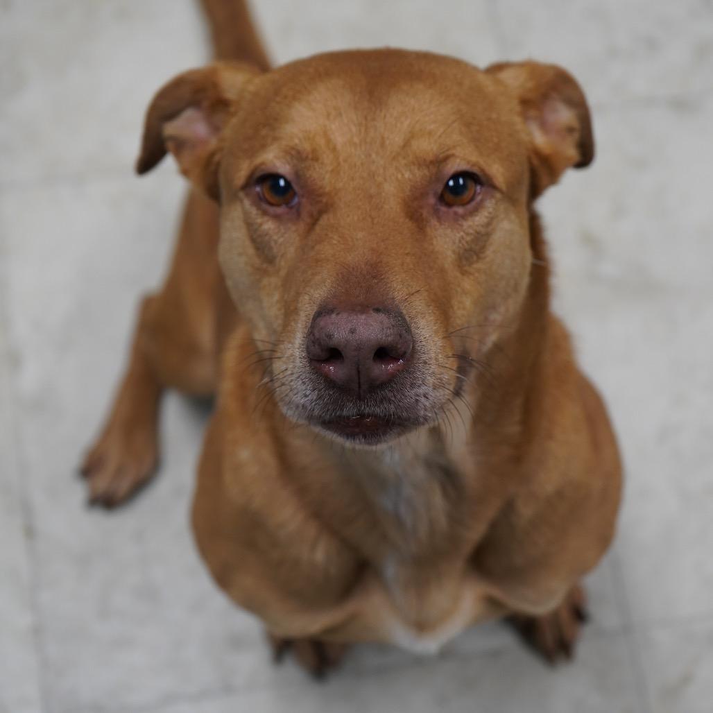 Bitsy (Gizmo) — thumbnail 3