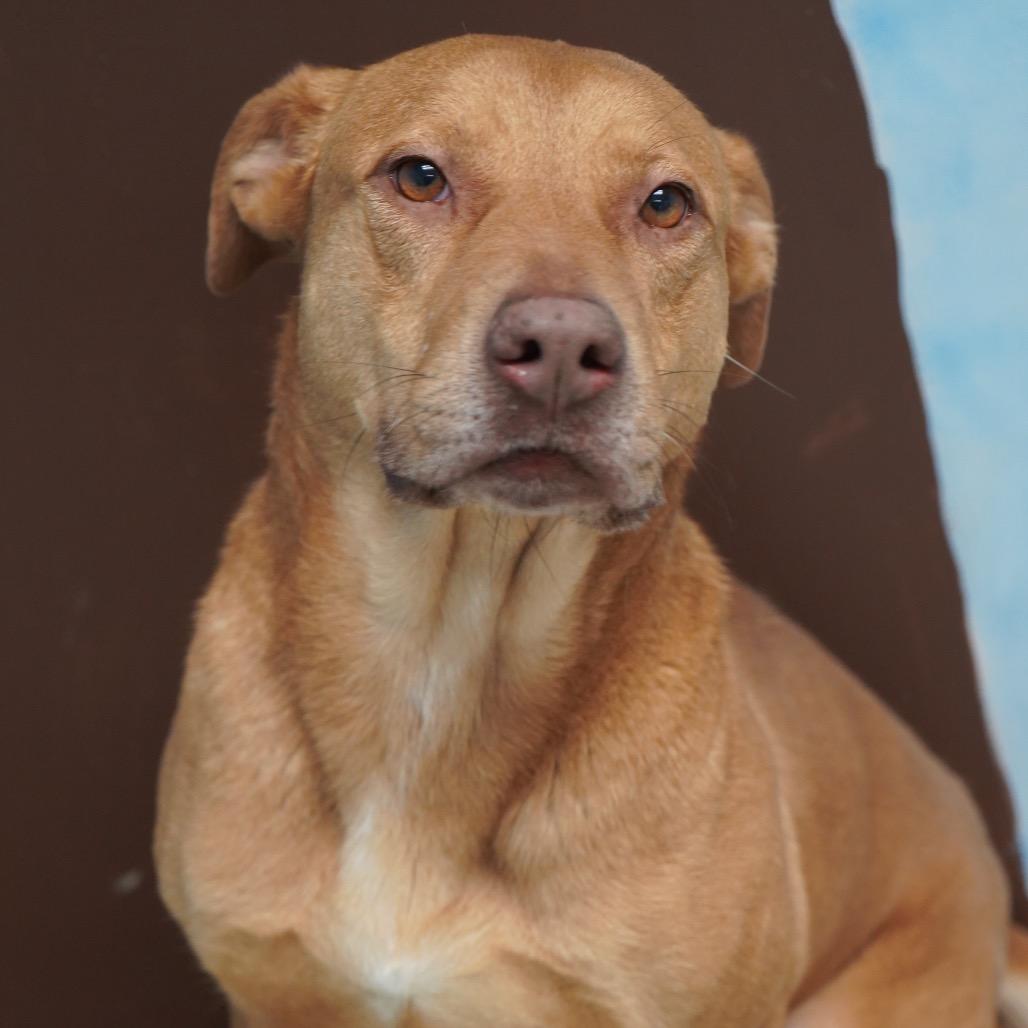 Bitsy (Gizmo) — thumbnail 5