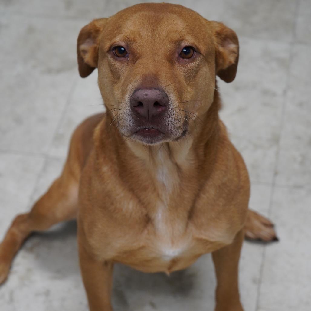 Bitsy (Gizmo) — thumbnail 6