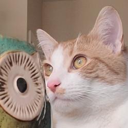 Enlarge Mishka Karimpouri, a Adoptable Domestic Short Hair in Merrifield, VA image 1/3