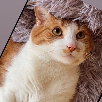 Enlarge Mishka Karimpouri, a Adoptable Domestic Short Hair in Merrifield, VA image 2/3