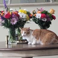 Enlarge Mishka Karimpouri, a Adoptable Domestic Short Hair in Merrifield, VA image 3/3