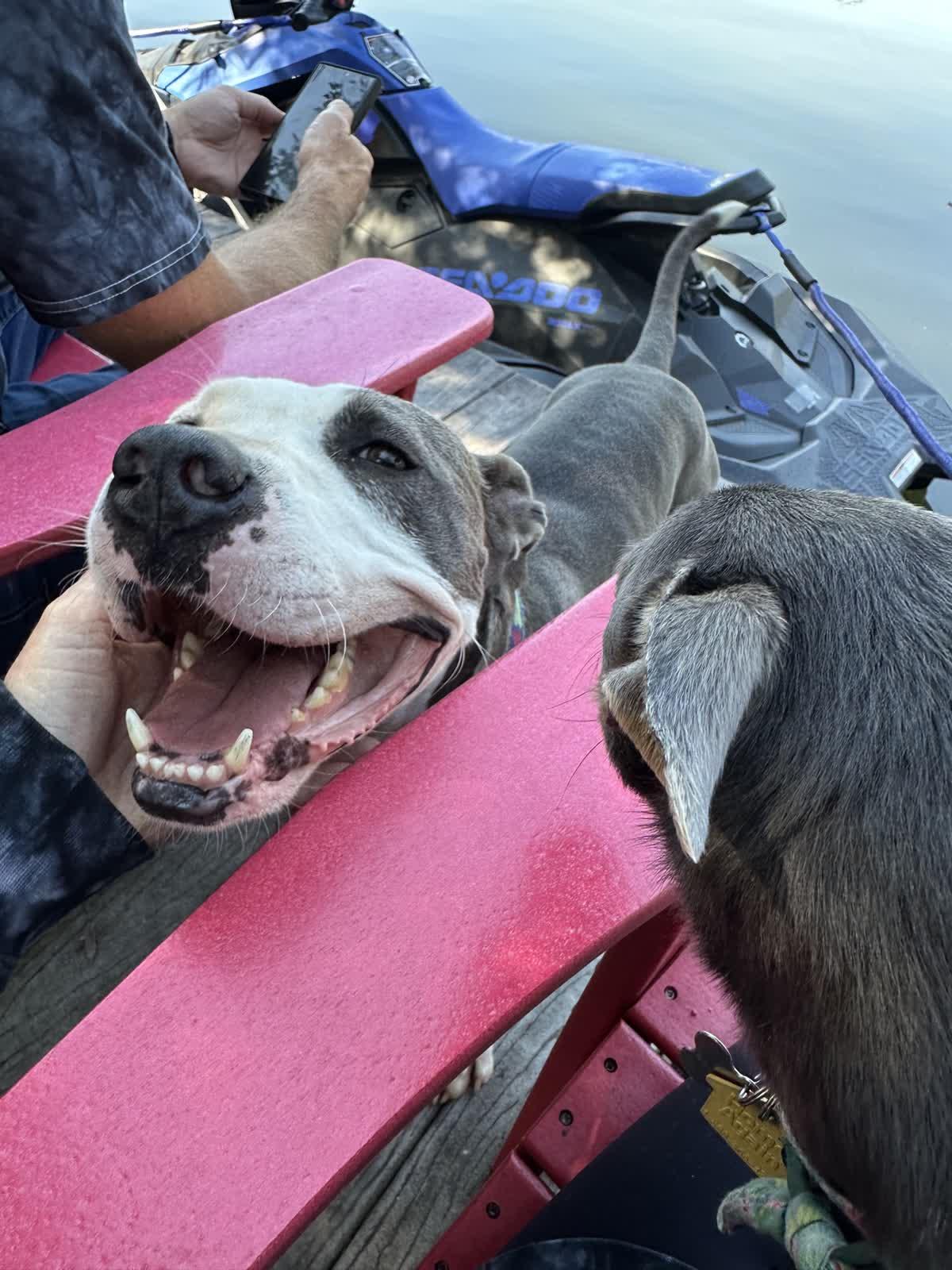 Christopher, Adoptable, Adult Male Mixed Breed.