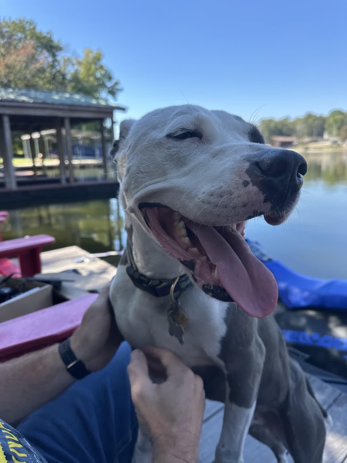 Christopher, a Adoptable Mixed Breed image 2/6