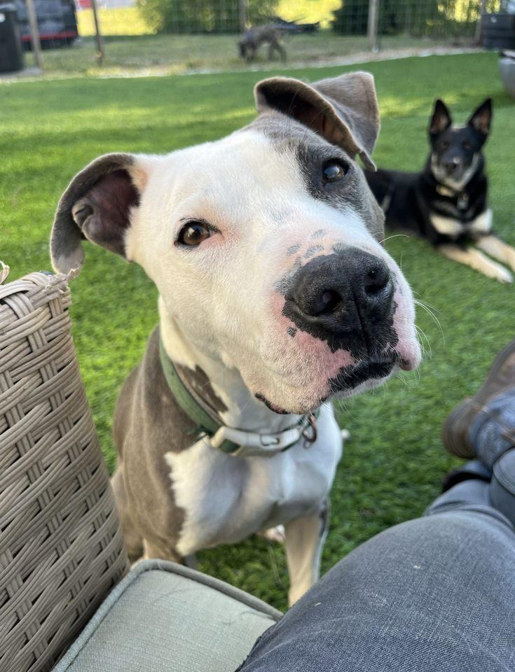 Christopher, Adult Male Mixed Breed