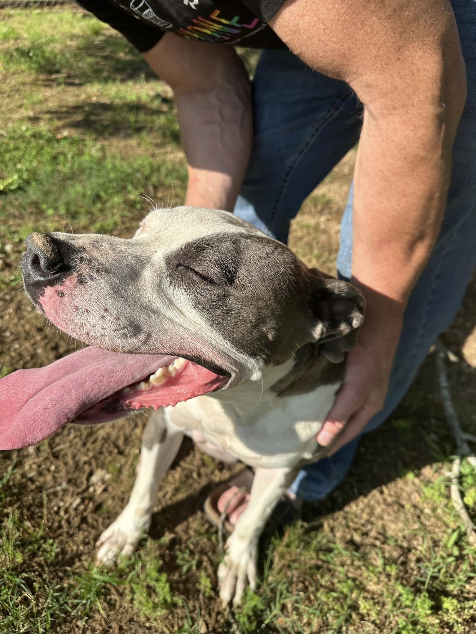 Christopher, a Adoptable Mixed Breed image 6/6