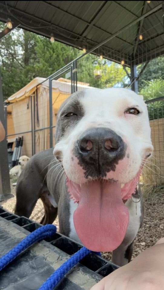 Christopher, a Adoptable Mixed Breed image 5/6