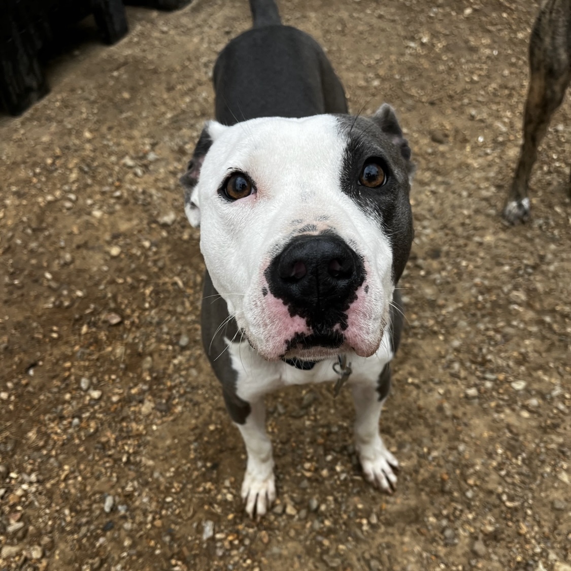 Christopher, a Adoptable Mixed Breed image 4/6