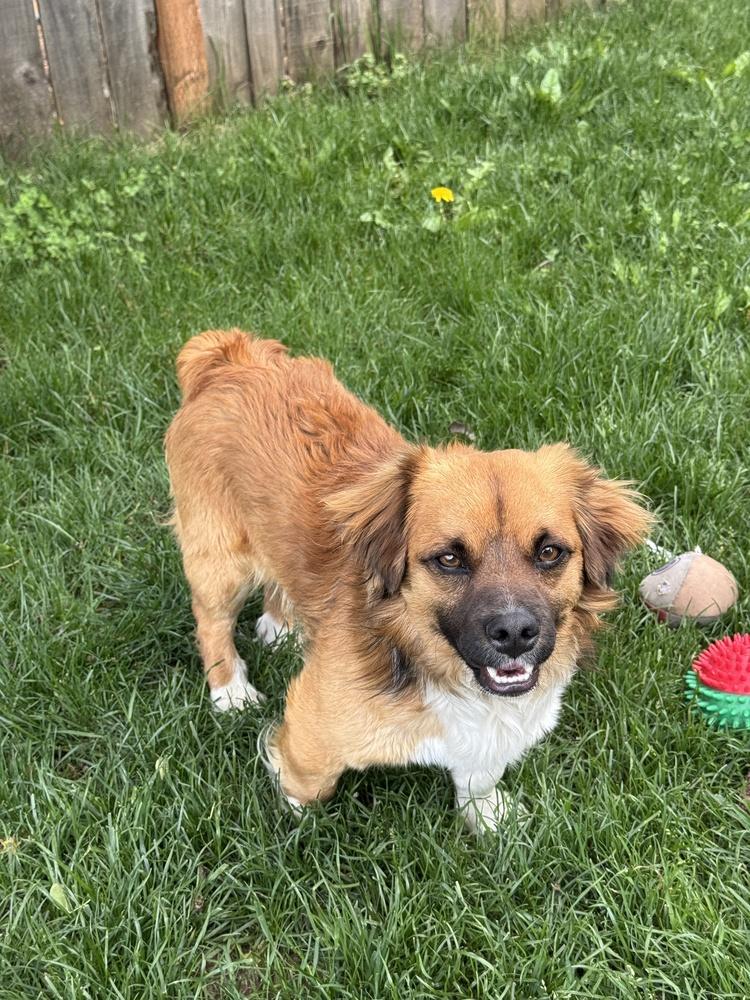 Enlarge Roscoe, a Adoptable mixed breed in Vancouver, WA image 1/2