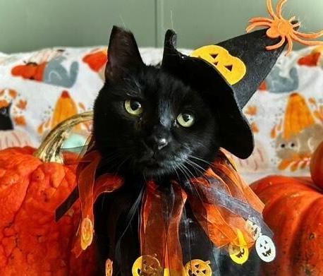 Enlarge Bunny, a Adoptable Domestic Short Hair in Statesville, NC image 1/2