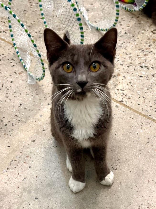 Anthony, adopted, Kitten Male Tuxedo.