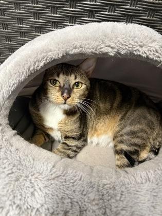 Juniper, a Adoptable Domestic Short Hair in Dahlonega, GA image 1/3