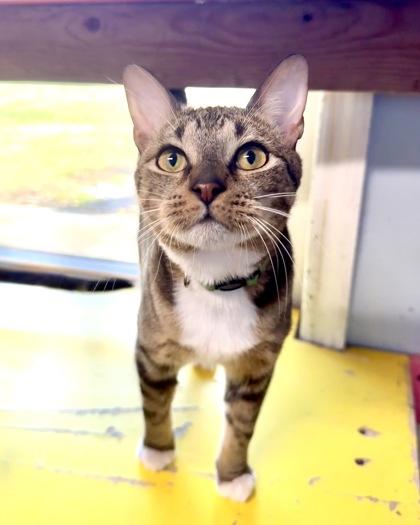 Enlarge Juniper, a Adoptable Domestic Short Hair in Dahlonega, GA image 2/3
