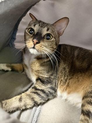 Enlarge Juniper, a Adoptable Domestic Short Hair in Dahlonega, GA image 3/3