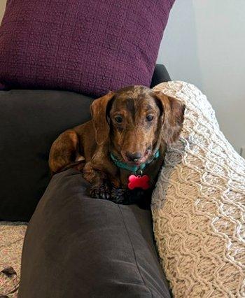 Emmett, a ADOPTABLE Dachshund in Bedford Hills, NY image 3/5