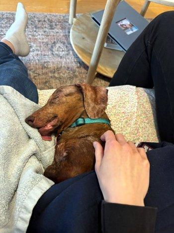 Emmett, a ADOPTABLE Dachshund in Bedford Hills, NY image 5/5