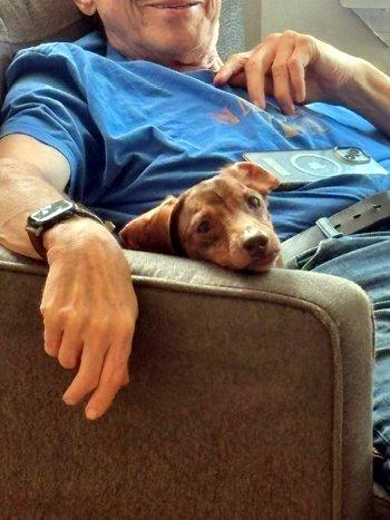 Emmett, a ADOPTABLE Dachshund in Bedford Hills, NY image 4/5