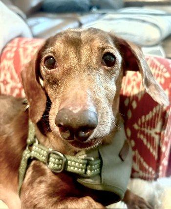 Emmett, ADOPTABLE, Adult Male Dachshund.