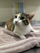 Enlarge Kirby, a ADOPTABLE Domestic Short Hair in Manitowoc, WI image 1/1