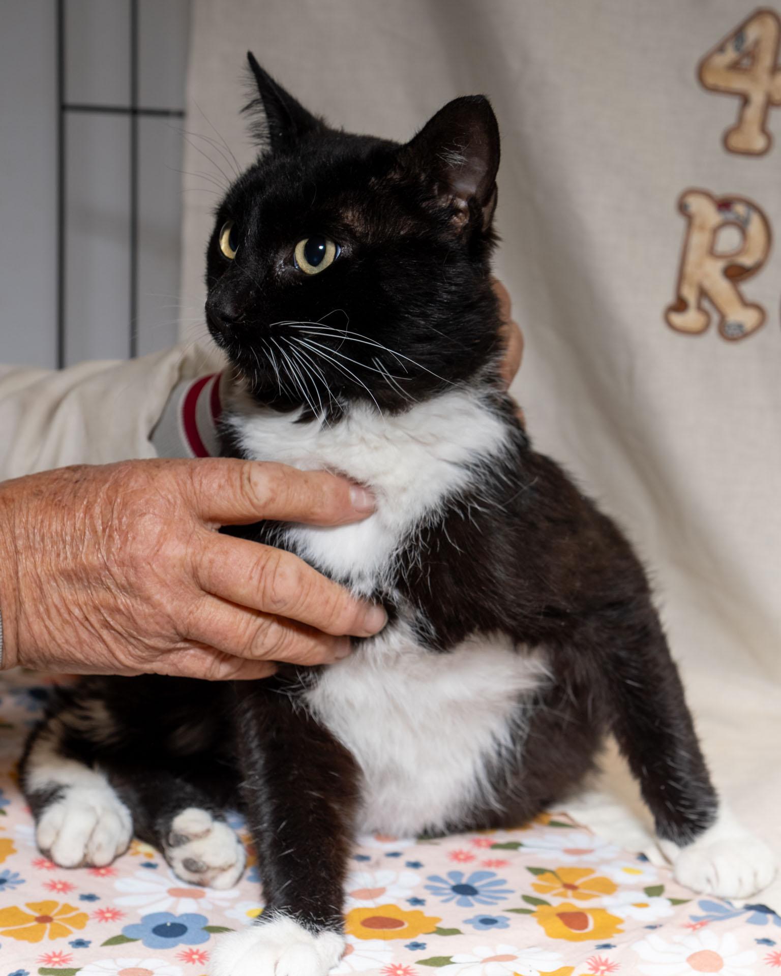 Enlarge Savoy, an adopted Tuxedo in Cardwell, MT image 2/2