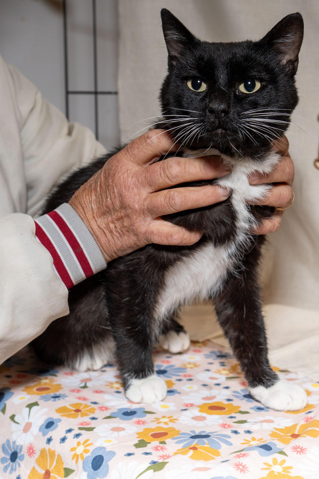 Savoy, adopted, Young Male Tuxedo.
