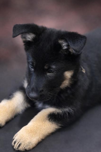 Enlarge Josie, a Adoptable mixed breed in Seattle, WA image 2/2